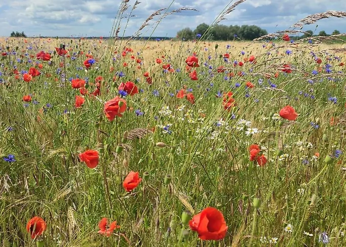 דירה De Luette Nest